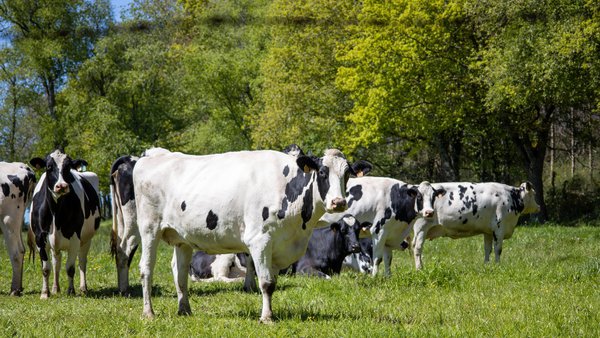 Gandería sostible: estratexias para medir e reducir emisións de metano entérico