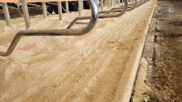 Material de camas para a saúde do ubre: consideracións prácticas