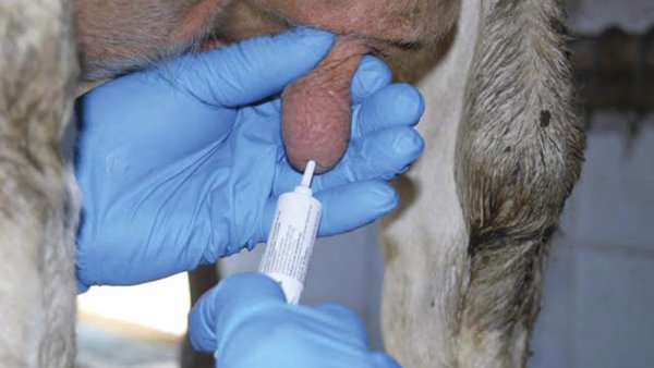 O secado das vacas, un concepto que está a cambiar