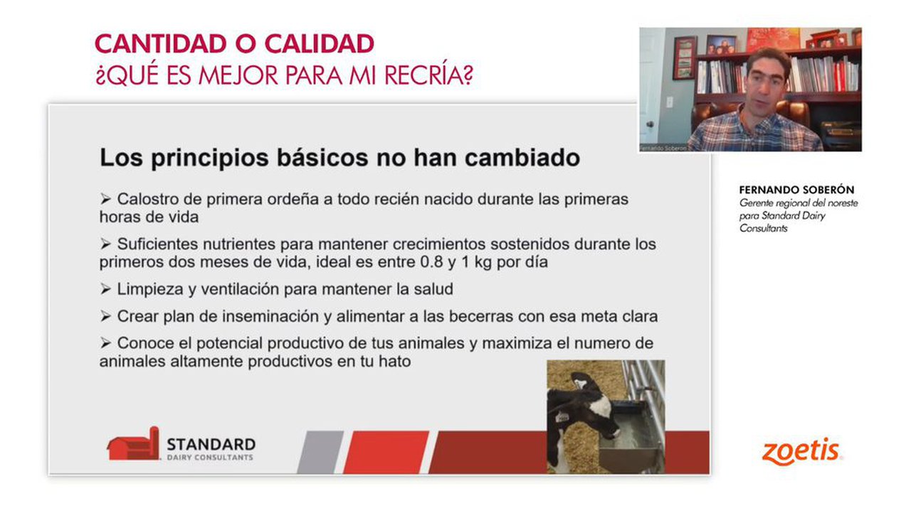 Zoetis ofrece un seminario para especialistas en xovencas sobre recría en vacún leiteiro