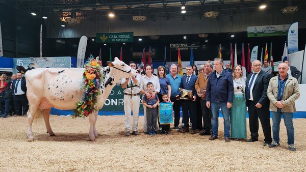 O Concurso Nacional da Raza Frisona xa presume de nova gran campiona: Venturo Happen Rosani