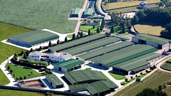 Xenética Fontao realizará as análises xenómicas de ovino de leite e vacún de carne