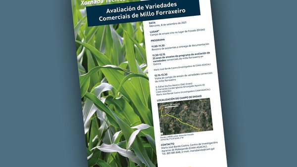 O CIAM organiza unha xornada sobre variedades de millo forraxeiro en Galicia este mércores