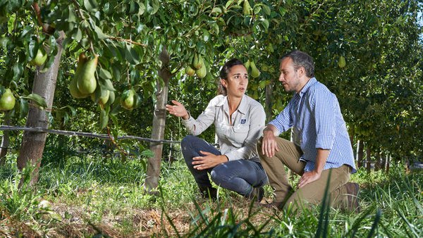 YaraRega™, fertirrigación en cultivos a ceo aberto