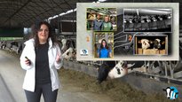 Tratamento da mamite: moito máis que antibióticos