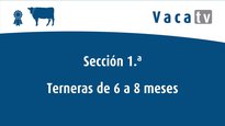 Terneras de 6 a 8 meses