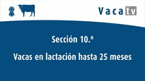 Vacas en lactación hasta 25 meses