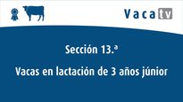 Vacas en lactación de 3 años júnior y de 3 años sénior