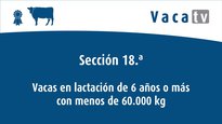 Vacas en lactación de 6 años o más con menos de 60.000 kg