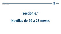 Novillas de 20 a 23 meses