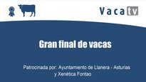 Gran final de vacas