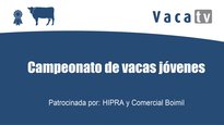 Campeonato de vacas jóvenes