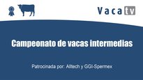Campeonato de vacas intermedias