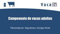 Campeonato de vacas adultas