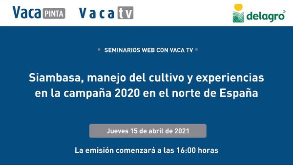 Siambasa, manexo do cultivo e experiencias na campaña 2020 no norte de España