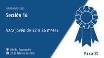 Vaca nova de 32 a 36 meses