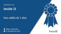 Vaca adulta de 5 anos