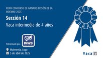Vaca intermedia de 4 anos