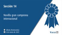 Sección 14. Xovenca gran campiona internacional