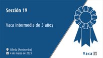 Sección 19. Vaca intermedia de 3 anos