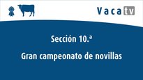 Gran final de terneras y novillas
