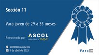 Sección 11. Vaca joven de 29 a 35 meses
