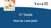 Vacas de 2 años júnior