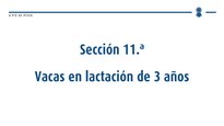 Vacas en lactación de 3 años