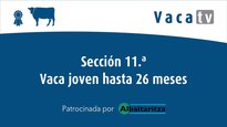 Sección 11. Vaca joven hasta 26 meses