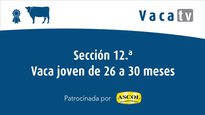 Sección 12. Vaca joven de 27 a 30 meses