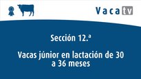Vacas júnior en lactación de 30 ata 36 meses