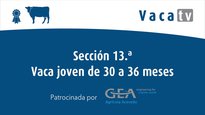 Sección 13. Vaca joven de 31 a 35 meses