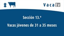 Vaca joven de 31 a 35 meses