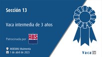 Sección 13. Vaca intermedia de 3 años