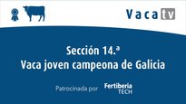 Sección 14. Vaca joven campeona de Galicia