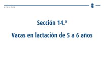 Vacas en lactación de 5 a 6 años