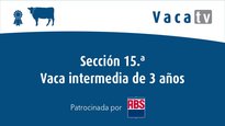 Sección 15. Vaca intermedia de 3 años