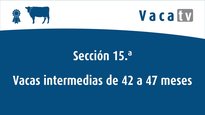 Vaca intermedia de 42 a 47 meses