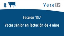 Vacas sénior en lactación de 4 anos