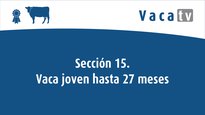 Sección 15. Vaca joven de 27 meses