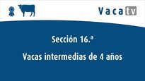 Vaca intermedia 4 años