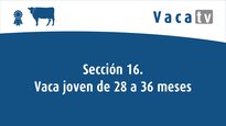 Sección 16. Vaca joven de 28 a 36 meses