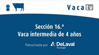 Sección 16. Vaca intermedia de 4 años