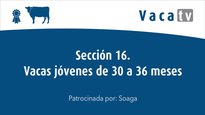 Sección 16. Vaca joven de 30 a 36 meses
