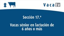 Vacas sénior en lactación de 6 anos ou máis