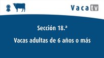 Vaca adulta 6 años o más