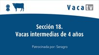 Sección 18. Vaca intermedia de 4 años