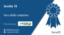 Sección 18. Vaca adulta campeona