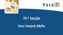 Vaca adulta campeona