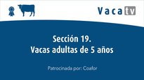 Sección 19. Vaca adulta de 5 años